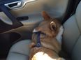 PICTURE: Sulking In The Corner… Who Knew Dogs Could Pout Too?