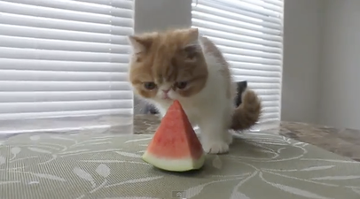 VIDEO: Flat Faced Kitten Gets A Sweet Treat