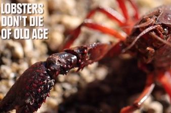 Immortal Lobsters & Unbreakable Eggs: The Unbelievable Facts That Are Actually True
