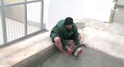 VIDEO – Dublin Zoo Penguin Chick Has Its First Swimming Lesson