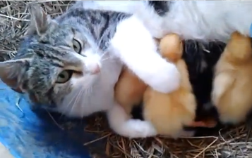 VIDEO: County Offaly Cat Adopts Ducklings As Her Own And Feeds Them