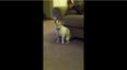 VIDEO: Watch This Dog Dance Like No One Is Watching To Eminem