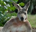 PICTURE – “Oh, I’m Just Going To Chill Out For The Weekend” The Most Relaxed Kangaroo In The World