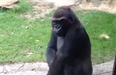 VIDEO: This Is What You Get For Trying To Scare The Gorilla At The Zoo