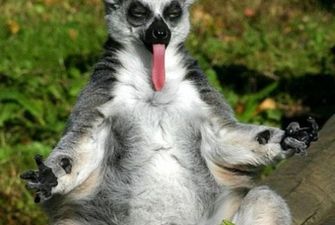 Stretching Limbs and Relaxing Paws: Take a Crash Course in Animal Yoga