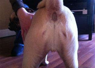 PICTURE: OMG! A Dog’s Backside That Looks Like Jesus