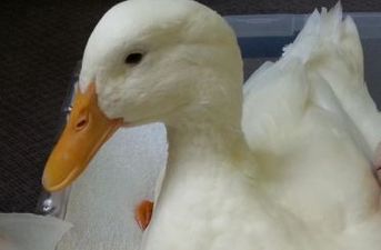 PICTURE – Get Ready To Have Your Heart Melted, Buttercup The Duck Gets A New Foot Thanks To 3D Printer