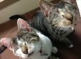 Meet Bacon And Eggs… Two Eyeless Kittens Who Just Got Adopted