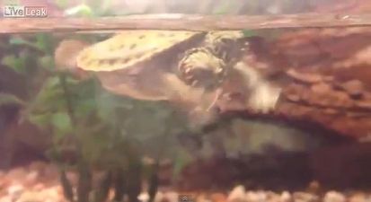 Thelma And Louise – Two-Headed Turtle Hatches At San Antonio Zoo