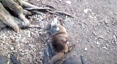 VIDEO: Always Wanted To See An Otter Juggling? Well, Now You Can…