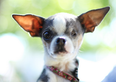 Love Of The Underdog: The World’s Ugliest Pooch Contest