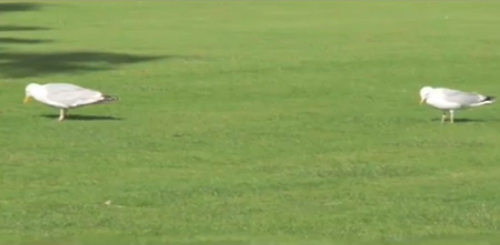 VIDEO: Trinity Seagulls Are Just MAD For The Dance