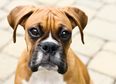 VIDEO: Boxer Puppy Tries a Lime – Is Definitely Not a Fan