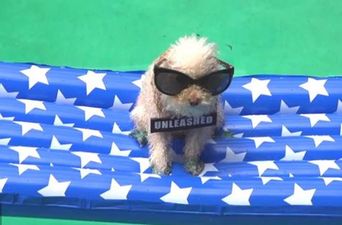 Barking Mad: Dog Parody Of Miley’s New Music Video Goes Viral