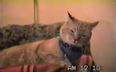 VIDEO: Your Life Is Complete – Here’s A Rockin’ N’ Rollin’ Lip Syncing Cat