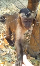 Monkey Business: Adorable Little Primate Has Fun Crunching Leaves