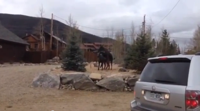 VIDEO: Real Moose Falls In Love With A Statue Moose… And Is A Bit Confused