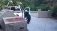 VIDEO – Bearjacked, Bear Thief Opens Car Door And Takes A Look Around