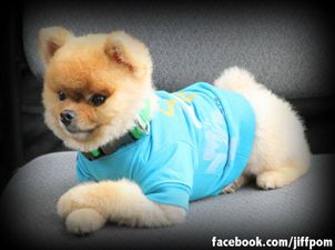 Thursday Treat: Jiff the Pomeranian Shows Off His Cute Tricks