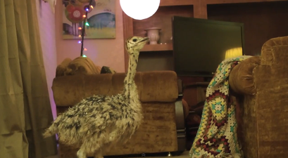 Fun with Fuzzy Friends: Baby Ostriches and Emu Chicks Have a Dance Party
