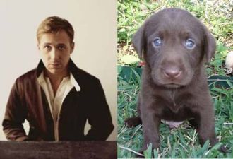 GALLERY – Is Ryan Gosling Cuter Than A Puppy?