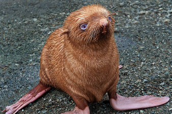PICTURE – This Will Break Your Heart, Ginger Seal Abandoned By His Mother And Colony