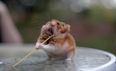 GALLERY – Spaghetti Hamster, The Internet Gift That Just Keeps Giving