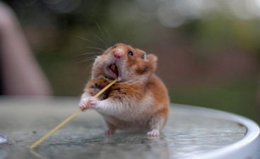 GALLERY – Spaghetti Hamster, The Internet Gift That Just Keeps Giving