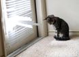 How Do You Plead? GUILTY! The Guiltiest Looking Animals You’ll Ever See