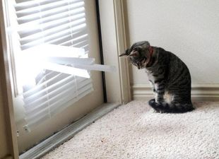 How Do You Plead? GUILTY! The Guiltiest Looking Animals You’ll Ever See