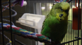 “Nobody Expects the Spanish Inquisition” – Adorable Parakeet Voices His Political Opinion
