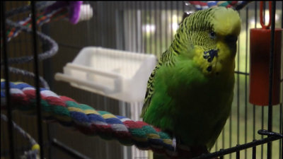 “Nobody Expects the Spanish Inquisition” – Adorable Parakeet Voices His Political Opinion