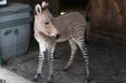 Half Donkey, Half Zebra: Meet Ippo the Adorable Baby Zonkey