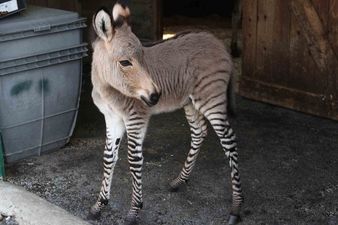 Half Donkey, Half Zebra: Meet Ippo the Adorable Baby Zonkey
