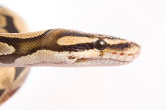 Ouch! Sneaky Slithering Snake Hiding in Toilets Bites Man’s Penis