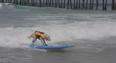 Surf’s Up! 40 Pooches Hit The Waves All in the Name of Charity