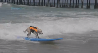 Surf’s Up! 40 Pooches Hit The Waves All in the Name of Charity