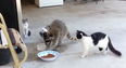 VIDEO – The Sneakiest Raccoon You’ve Ever Seen