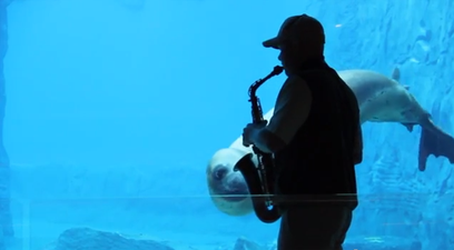 VIDEO – This Seal Is Really Enjoying The Saxophone Playing Outside The Tank