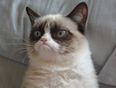 You’ve Got Mail: Grumpy Cat Extends Her Appeal With New US Postage Stamps