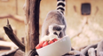 Strawberries and Cream: Adorable Lemurs Get a Special Treat at West Midland Safari Park