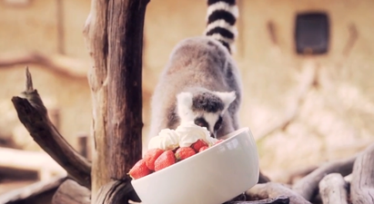 Strawberries and Cream: Adorable Lemurs Get a Special Treat at West Midland Safari Park