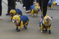 What The Hell Is That?! – Sixteen Of The Most Questionable Dog Costumes