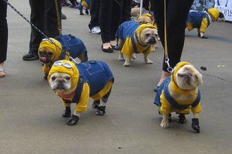 What The Hell Is That?! – Sixteen Of The Most Questionable Dog Costumes