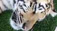 VIDEO: This Sleepy Tiger is Definitely Not Feeling the Whole Monday Thing