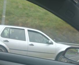 PICTURE: Udder-ly Fantastic… Two Cows In The Backseat Of A Car On The M50