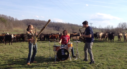 Seriously Creative Moosic: Jazz Band Play Tunes to a Herd of Nervous Cattle