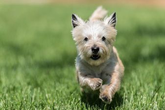 Video: Dog Keeps in Tip Top Shape Wearing One of the Most Unusual Workout Outifts