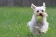 Eek… Rescued Dog Chews Off Man’s Bits While He Sleeps