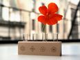 Grow it Yourself and Then Eat Away: Say Hello to the Edible Flower Kit